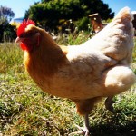 Chicken photo by http://www.flickr.com/photos/mcbarnicle/