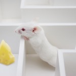 Behaviorism